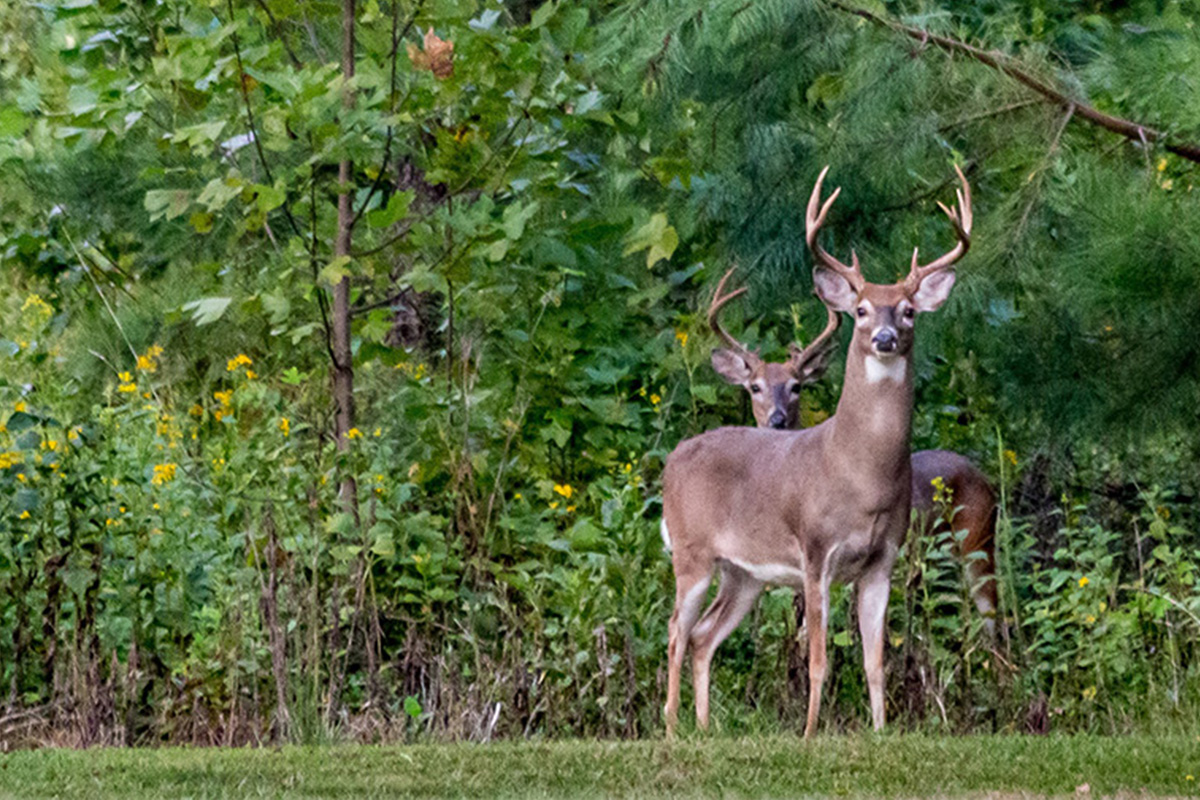 Two deer