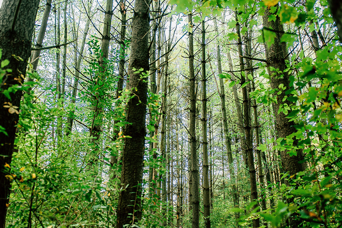 Trees trunks and greenery