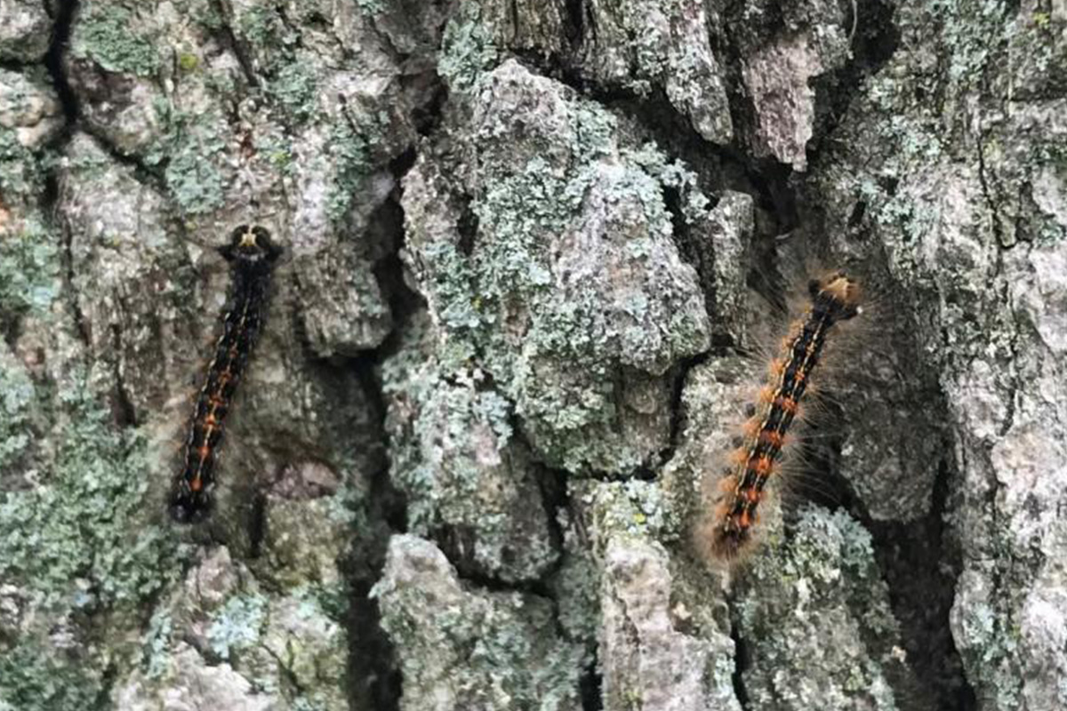 Spongy (gypsy) moth caterpillars