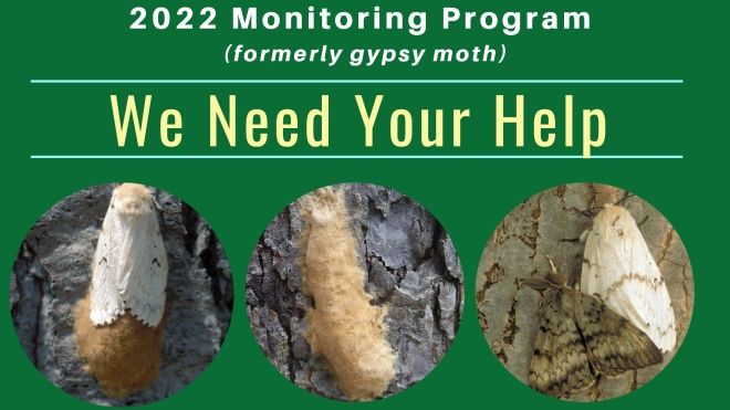 Spongy moth poster 