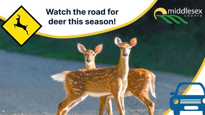 Watch the road for deer this season