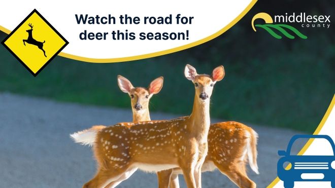 deer and wildlife hazard sign