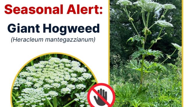 Giant hogweed alert