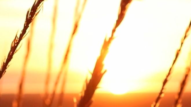 Silhouettes of grass in front of a sunset 