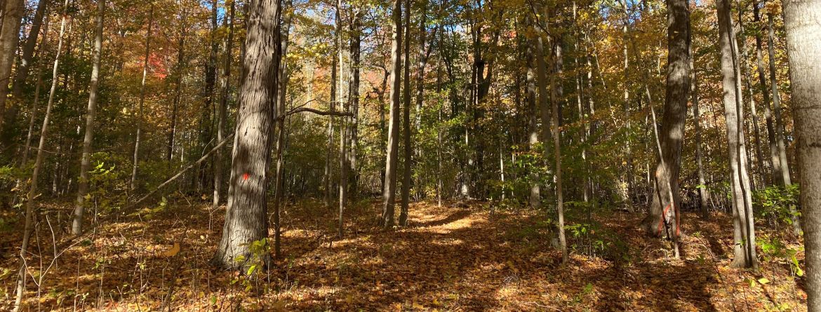 A forest in the fall. 