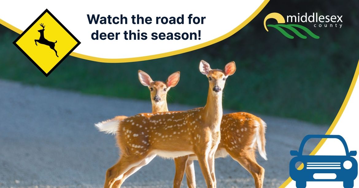 Watch the road for deer this season
