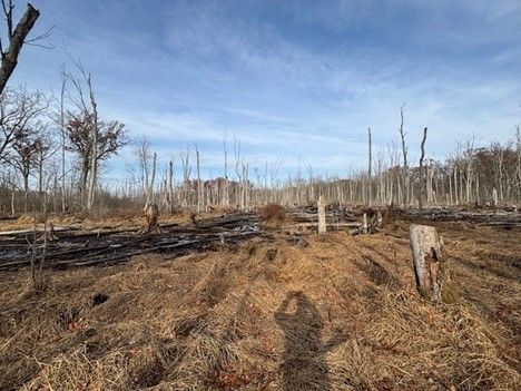 A deciduous forest wetland complex. 