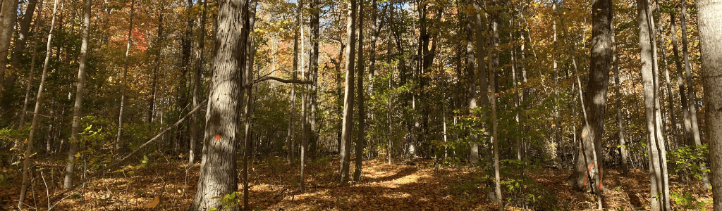 A photo of a forest. 