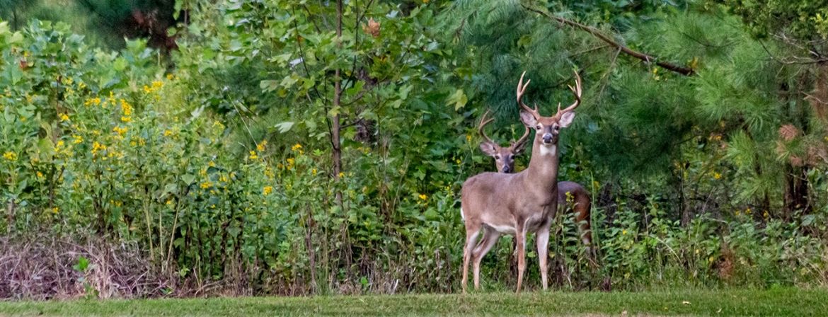 two deer 