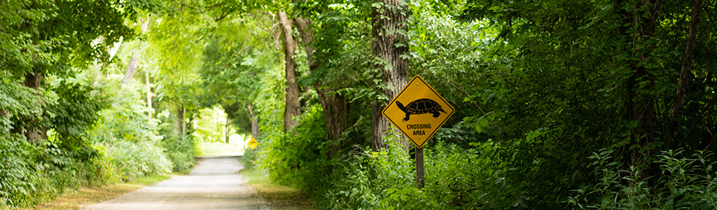 Turtle crossing sign in the forest 