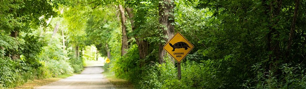 Turtle crossing sign in the forest