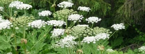 Giant Hogweed