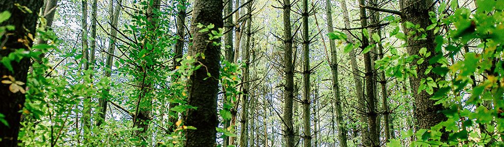 An image of a forest. 