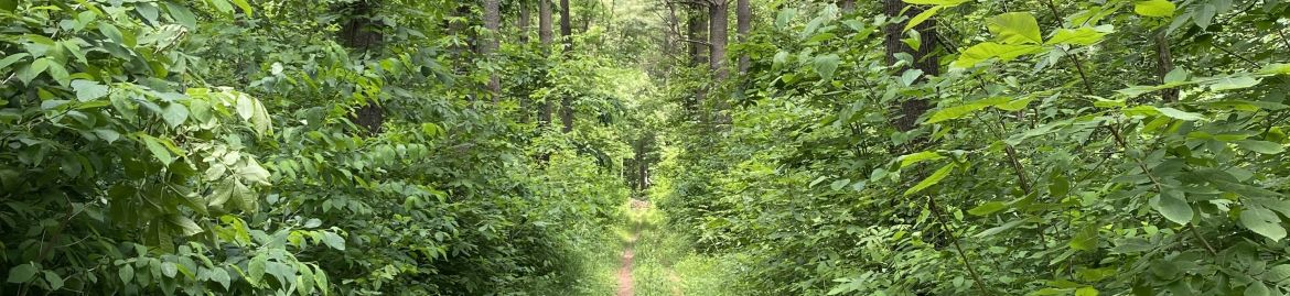 An image of a forest. 