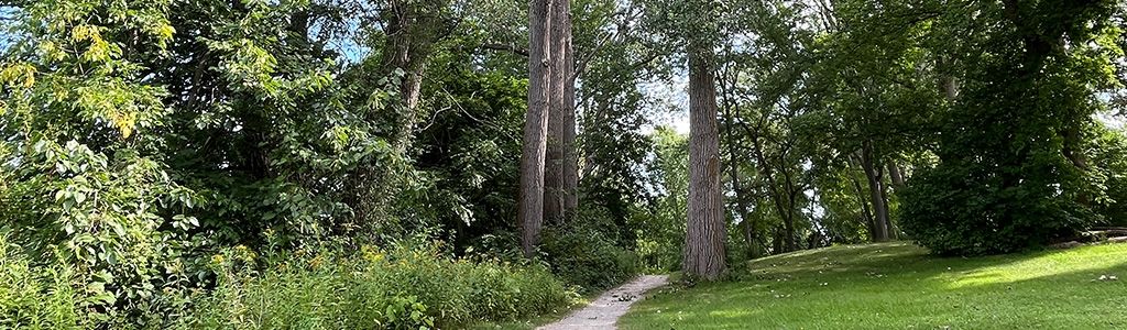 Path to a forest