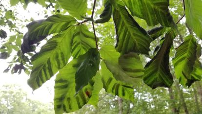 Dark striping on Beech leaves.
