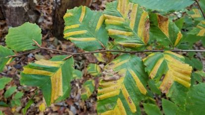 Yellow striping on Beech leaves.