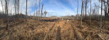 An image showing now aquatic grasses and deadwood.
