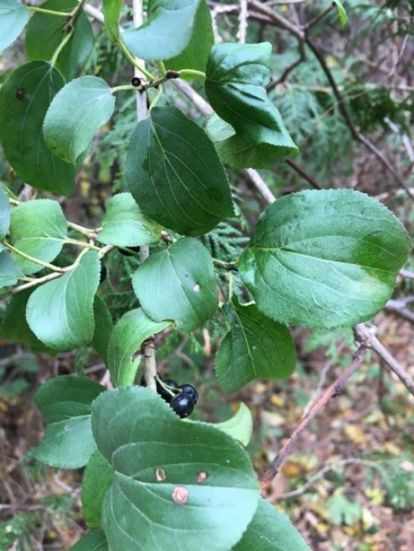 Buckthorn leaves