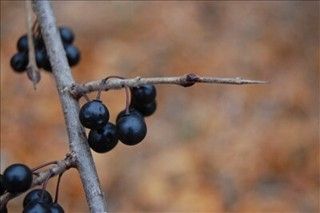 Buckthorn thorns and berries