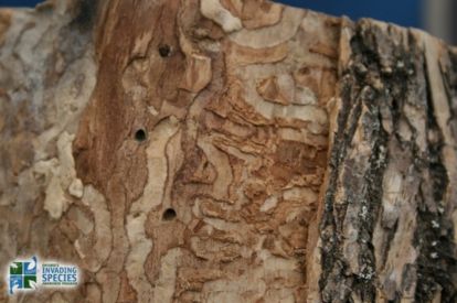 Emerald Ash Borer tree damage.