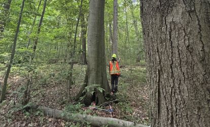 A County Forest Technician collecting data to support the future of the Middlesex County Forest Health Monitoring Program.