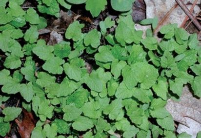 Garlic Mustard Leaves