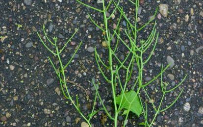 Garlic Mustard Plant