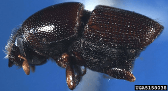 A hickory bark beetle.