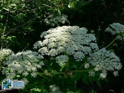 Giant Hogweed Flowers
