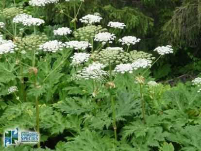 Giant Hogweed flowers and leaves.