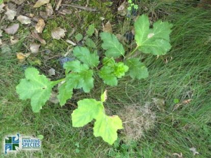 Young giant hog weed.
