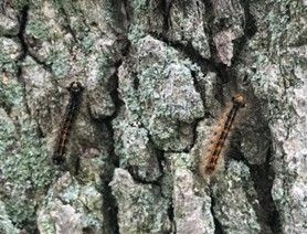 Photo of young caterpillar on the right and mature caterpillar on the left with characteristics red and blue spots.