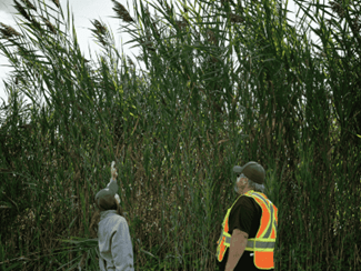 Two people standing next to phragmites.