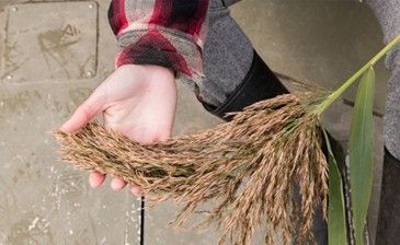 A person holds invasive phragmites.