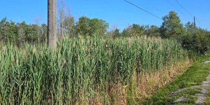 Invasive Phragmites along a roadside.