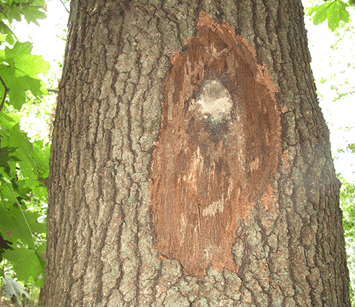 An oak wilt fungal mat on a tree.
