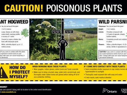 Hog weed warning 