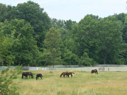 County - Farm with Horses