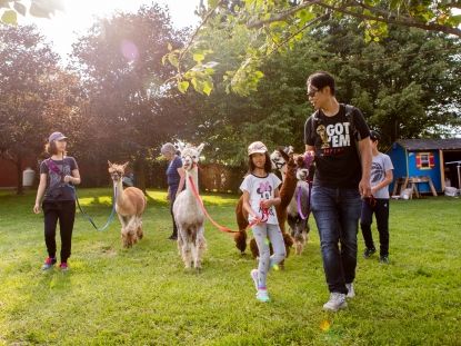 Family walking alpacas 