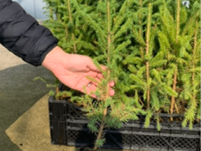Person holding a spruce sapling with multiple others behind it